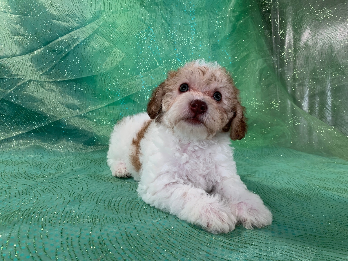 Female Schnoodle Puppy for Sale, Green Eyes, Chocolate Nose $1200
